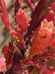 Aphididae