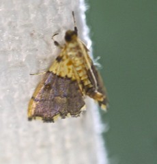 Agrotera basinotata