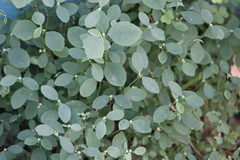 Euphorbia graminea