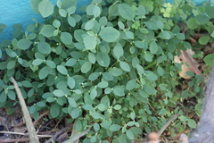 Euphorbia graminea