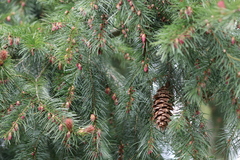 Pseudotsuga menziesii