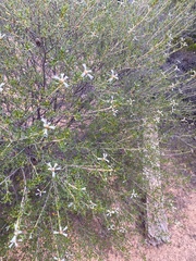 Spyridium stenophyllum