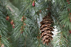 Pseudotsuga menziesii