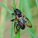 Birch Sawfly - Photo (c) Aleksey Gnilenkov, some rights reserved (CC BY)