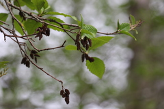 Alnus rubra