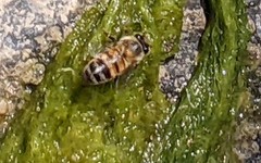 Apis mellifera