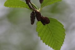 Alnus rubra