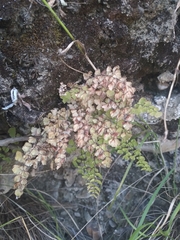 Adiantum orbignyanum