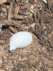 Succinea clarionensis