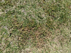 Medicago polymorpha