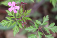 Geranium robertianum