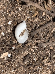 Succinea clarionensis