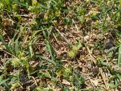 Medicago polymorpha