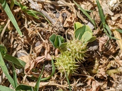 Medicago polymorpha