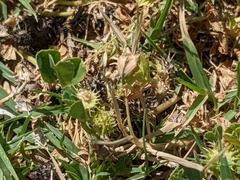 Medicago polymorpha