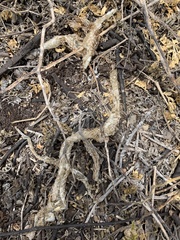 Masticophis anthonyi