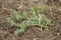 Atriplex suberecta