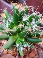 Mammillaria longimamma