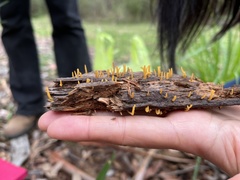 Calocera sinensis
