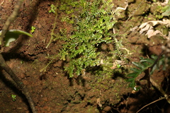 Selaginella brisbanensis