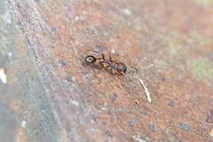Synemosyna formica