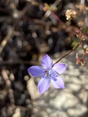 Gilia