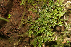 Selaginella brisbanensis