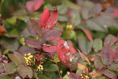 Berberis aquifolium