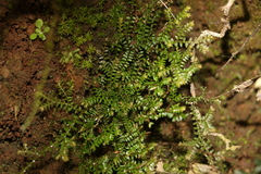 Selaginella brisbanensis