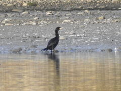 Nannopterum brasilianum