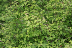 Symphoricarpos albus