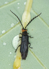 Tytthonyx erythrocephala