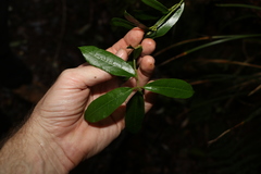 Leichhardtia flavescens
