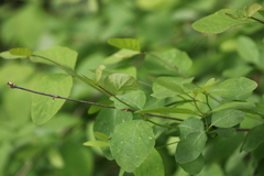 Symphoricarpos albus