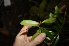 Leichhardtia flavescens