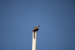 Streptopelia decaocto