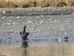 Nannopterum brasilianum