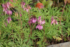 Dicentra formosa