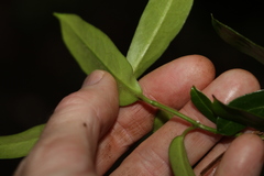 Leichhardtia flavescens