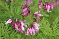 Dicentra formosa