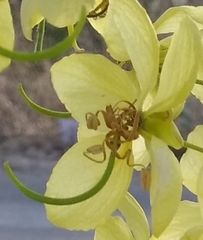 Cassia fistula
