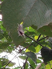 Lepidoptera