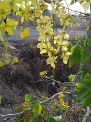 Cassia fistula