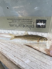 Hesperoleucus venustus subditus