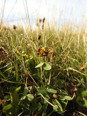 Trifolium spadiceum