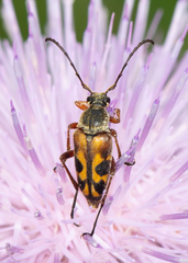 Typocerus octonotatus