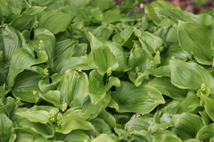 Maianthemum dilatatum