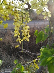 Cassia fistula