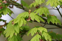 Acer circinatum