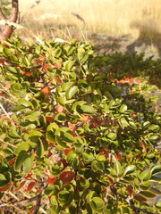Nothofagus betuloides